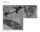 Fig. 08 - Stable, fertile, high polyhydroxyalkanoate producing plants and methods of producing them