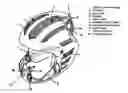 Fig. 01 - Avalanche Rescue Helmet