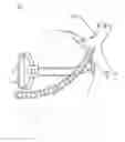Fig. 01 - AQUATIC HEADGEAR