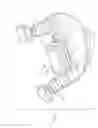 Fig. 07 - AQUATIC HEADGEAR