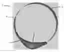 Fig. 01 - SYSTEM AND METHOD FOR HUMAN DOG COMMUNICATION