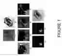 Fig. 02 - Quantitative phase-contrast and excitation-emission systems