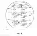 Fig. 05 - Light emitting device