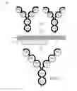 Fig. 01 - Dual Variable Domain Immunoglobulins and Uses Thereof