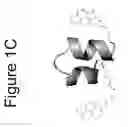 Fig. 04 - CONFORMATIONALLY DYNAMIC PEPTIDES