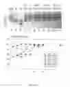 Fig. 08 - Stem Cells Derived from Uniparental Embryos and Methods of Use Thereof