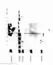 Fig. 06 - COMPOSITIONS AND METHODS FOR TREATING COLLAGEN-MEDIATED DISEASES