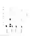 Fig. 20 - COMPOSITIONS AND METHODS FOR TREATING COLLAGEN-MEDIATED DISEASES