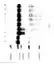Fig. 24 - COMPOSITIONS AND METHODS FOR TREATING COLLAGEN-MEDIATED DISEASES