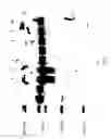 Fig. 25 - COMPOSITIONS AND METHODS FOR TREATING COLLAGEN-MEDIATED DISEASES