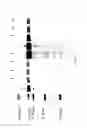 Fig. 26 - COMPOSITIONS AND METHODS FOR TREATING COLLAGEN-MEDIATED DISEASES