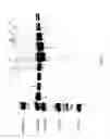 Fig. 27 - COMPOSITIONS AND METHODS FOR TREATING COLLAGEN-MEDIATED DISEASES