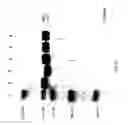 Fig. 40 - COMPOSITIONS AND METHODS FOR TREATING COLLAGEN-MEDIATED DISEASES