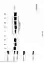 Fig. 42 - COMPOSITIONS AND METHODS FOR TREATING COLLAGEN-MEDIATED DISEASES