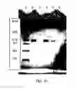 Fig. 55 - COMPOSITIONS AND METHODS FOR TREATING COLLAGEN-MEDIATED DISEASES