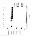 Fig. 61 - COMPOSITIONS AND METHODS FOR TREATING COLLAGEN-MEDIATED DISEASES