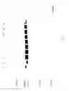 Fig. 62 - COMPOSITIONS AND METHODS FOR TREATING COLLAGEN-MEDIATED DISEASES