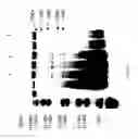 Fig. 72 - COMPOSITIONS AND METHODS FOR TREATING COLLAGEN-MEDIATED DISEASES