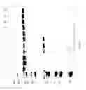 Fig. 78 - COMPOSITIONS AND METHODS FOR TREATING COLLAGEN-MEDIATED DISEASES