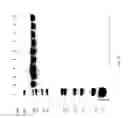 Fig. 83 - COMPOSITIONS AND METHODS FOR TREATING COLLAGEN-MEDIATED DISEASES