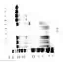 Fig. 89 - COMPOSITIONS AND METHODS FOR TREATING COLLAGEN-MEDIATED DISEASES