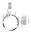 Fig. 43 - Humanized anti-CCR2 antibodies and methods of use therefor