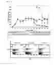 Fig. 07 - Manufacturing Method of Activated Lymphocytes for Immunotherapy