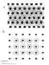 Fig. 19 - Templated islet cells and small islet cell clusters for diabetes treatment