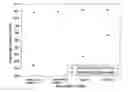 Fig. 01 - Non-Aqueous Electrolyte and Electrochemical Device With an Improved Safety