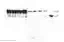 Fig. 07 - DETECTION OF TRUNCATION MUTATIONS IN A LARGE BACKGROUND OF NORMAL DNA