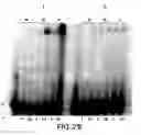 Fig. 43 - Primers and methods for the detection and discrimination of nucleic acids