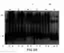 Fig. 45 - Primers and methods for the detection and discrimination of nucleic acids