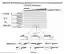 Fig. 07 - MULTIPLE MECHANISMS FOR MODULATION OF THE PI3 KINASE PATHWAY
