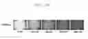 Fig. 07 - Protein increasing cell infectivity of herpes simplex virus and use thereof