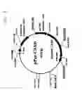 Fig. 07 - METHOD FOR PRODUCTION OF POLYPEPTIDE
