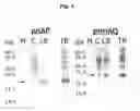 Fig. 02 - NOVEL METHOD FOR PROTEIN PURIFICATION