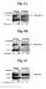 Fig. 02 - Stabilized insulin-like growth factor polypeptides