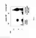 Fig. 08 - IDENTIFICATION OF NEW ISOFORMS OF THE MHC-CLASS I SPECIFIC RECEPTOR CD160 AND USES THEREOF
