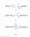 Fig. 02 - Methods and intermediates for chemical synthesis of polypeptides and proteins