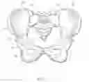 Fig. 02 - Adjustable pelvic compression belt and methods for reducing the width of a user's hips