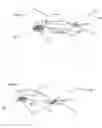 Fig. 02 - Simulated crawdad eggs, or simulated crawdad babies