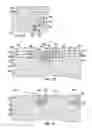 Fig. 06 - High isolation multiple port antenna array handheld mobile communication devices