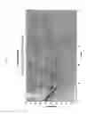 Fig. 07 - GEL POLYMERS CONTAINING IONIC LIQUIDS