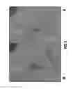 Fig. 04 - METHOD AND A DEVICE FOR PRODUCING A COMPOSITE IMAGE OR A COMPOSITE SEQUENCE OF IMAGES INDUCING ENHANCED PERCEPTION OF THE RELIEF OF AT LEAST ONE SUBJECT