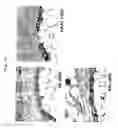Fig. 03 - METHOD OF MAINTAINING THE FUNCTION OF LIVER TISSUE CELLS OVER LONG TIME