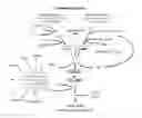 Fig. 01 - Method of inhibiting complement activation with factor Bb specific antibodies