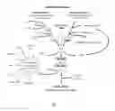 Fig. 02 - Method of inhibiting complement activation with factor Bb specific antibodies
