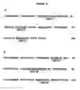Fig. 04 - High potency recombinant antibodies and method for producing them