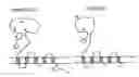 Fig. 01 - CD47 related compositions and methods for treating immunological diseases and disorders