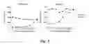 Fig. 07 - CD47 related compositions and methods for treating immunological diseases and disorders